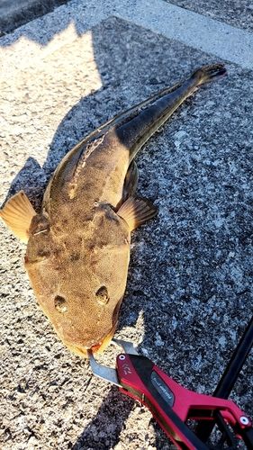 マゴチの釣果