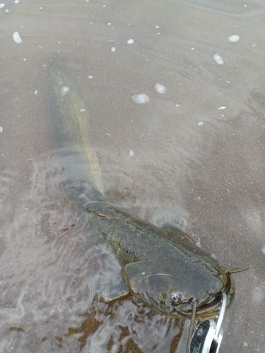 ナマズの釣果