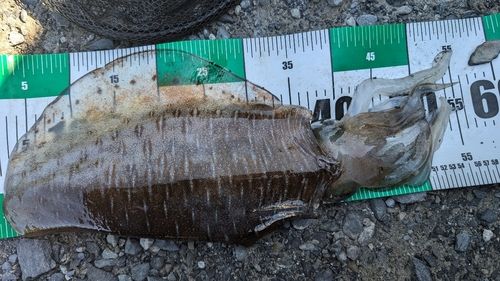 イカの釣果