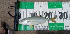 ワカシの釣果
