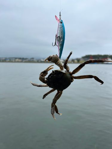 カニの釣果