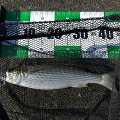 ボラの釣果