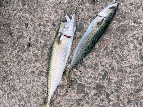 サバの釣果