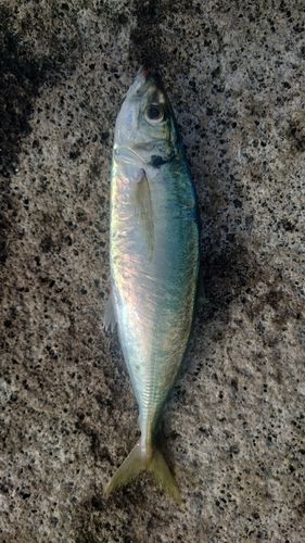 マルアジの釣果