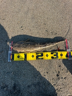 マゴチの釣果