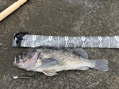 クロソイの釣果