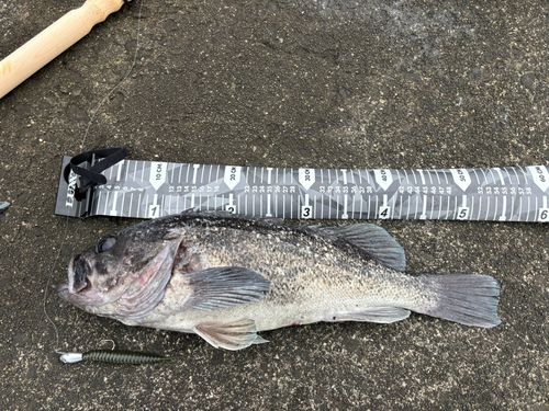 クロソイの釣果