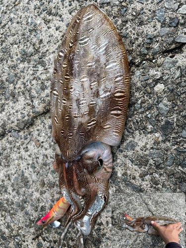 モンゴウイカの釣果