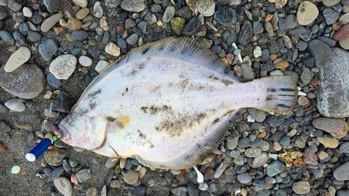 マツカワの釣果