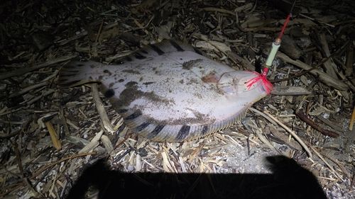 マツカワの釣果