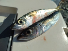 サバの釣果