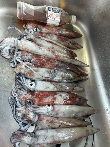 ケンサキイカの釣果