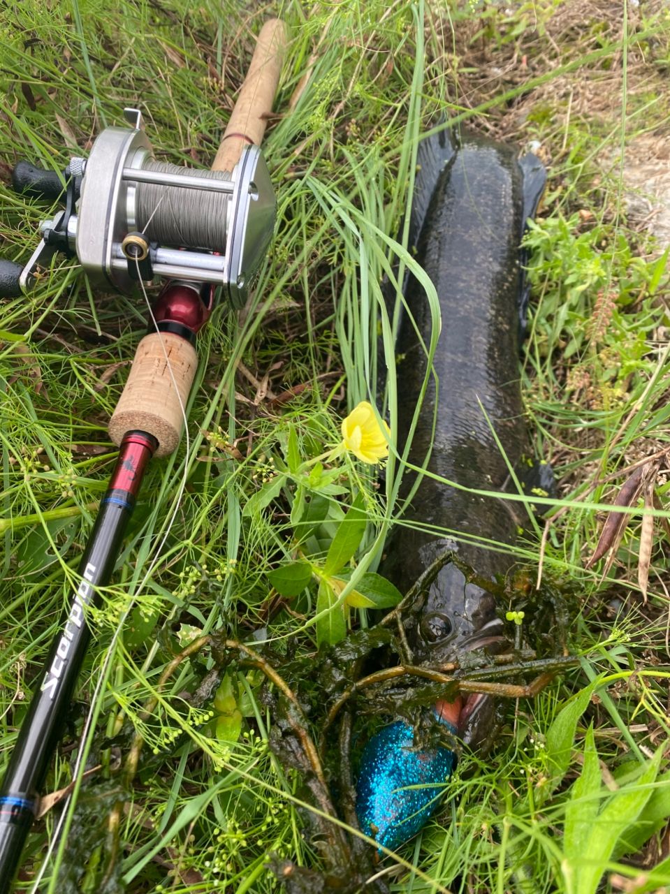 SHIMANO 19スコーピオン 1704R-2の最安値・インプレ・釣果