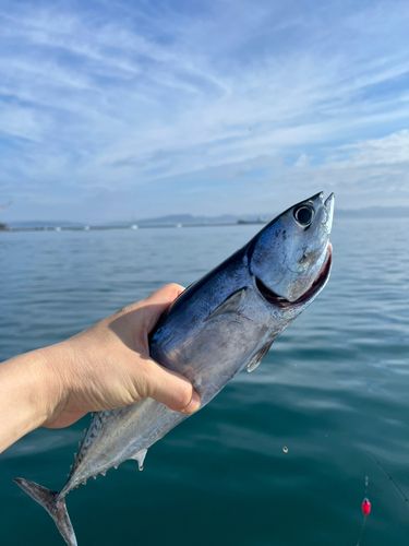 ソウダガツオの釣果