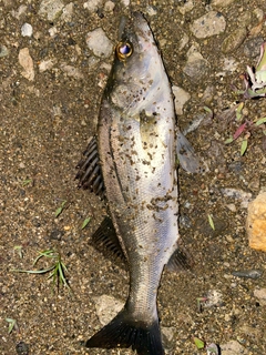 セイゴ（マルスズキ）の釣果