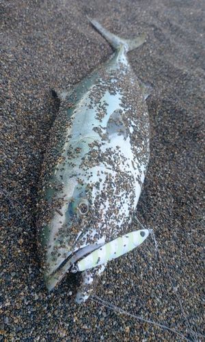 ワラサの釣果
