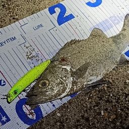 セイゴ（ヒラスズキ）