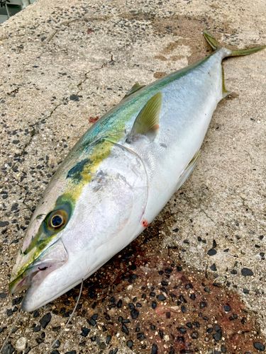 ブリの釣果