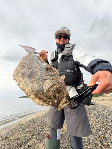 ヒラメの釣果