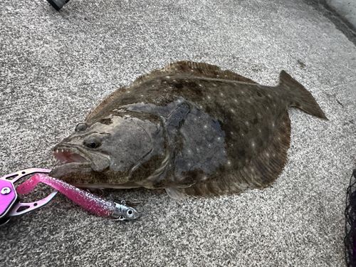 ヒラメの釣果