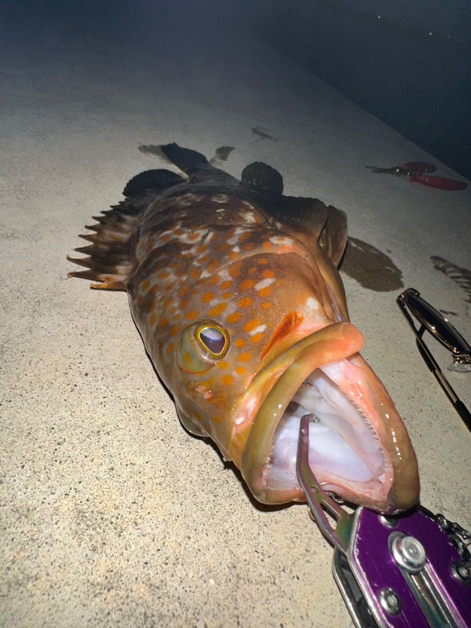 ヒラメ