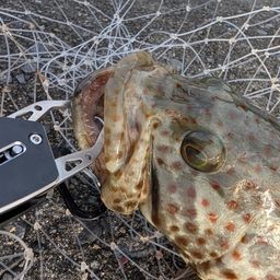 チャイロマルハタ