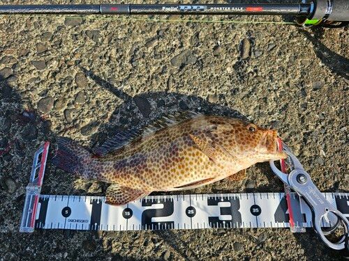 オオモンハタの釣果