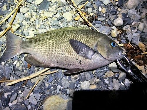 イスズミの釣果