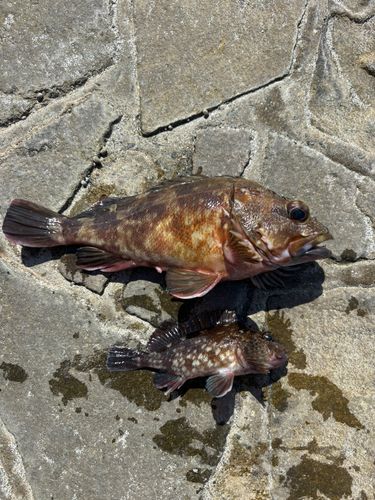 カサゴの釣果