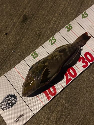 アイナメの釣果