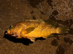 アコウの釣果