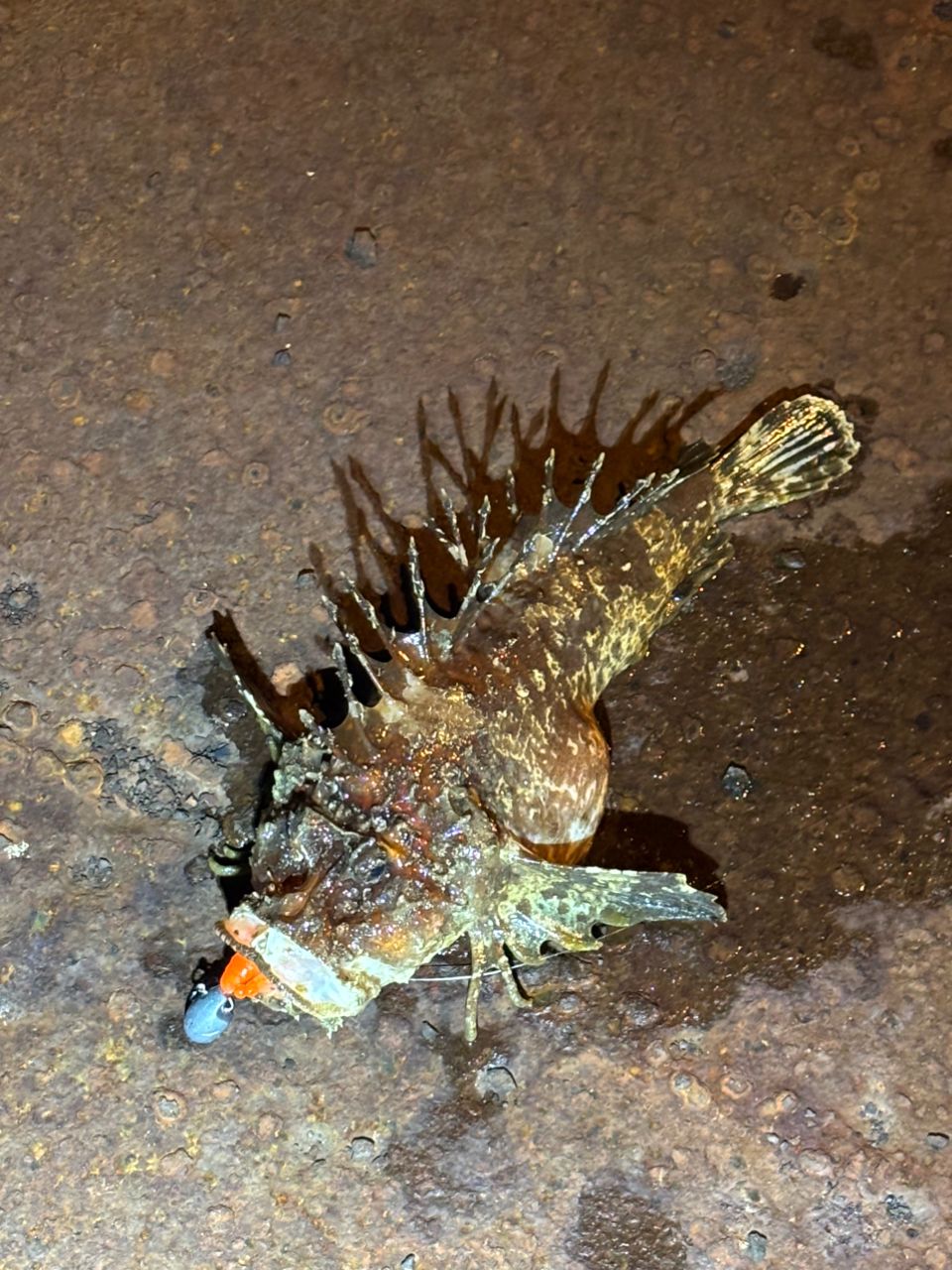 アコウ