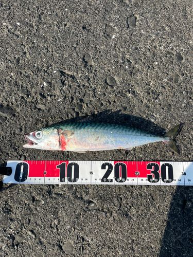 サバの釣果