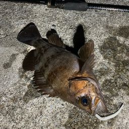メバル