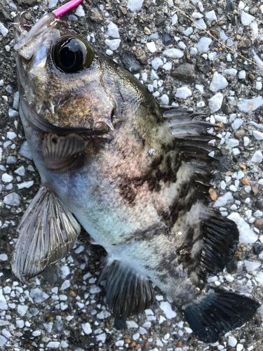 メバルの釣果