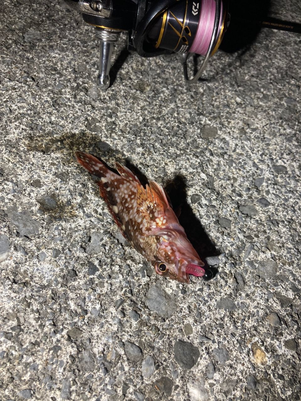 メバル