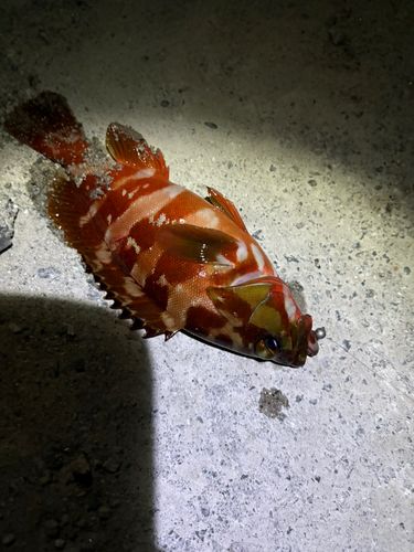 アカハタの釣果