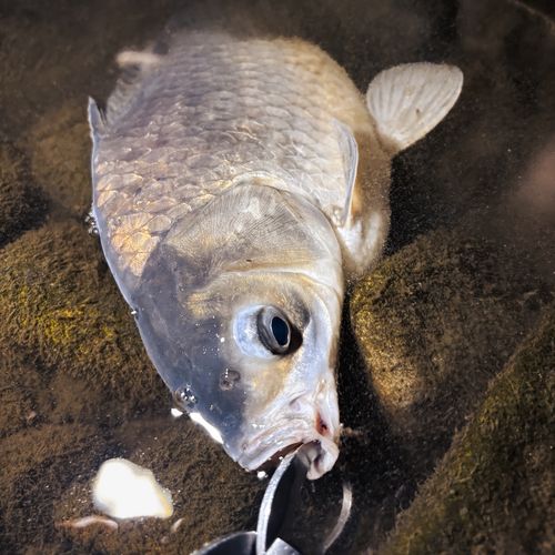 ヘラブナの釣果