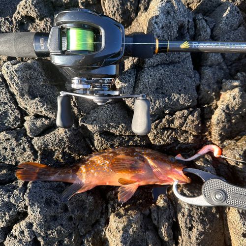 キジハタの釣果