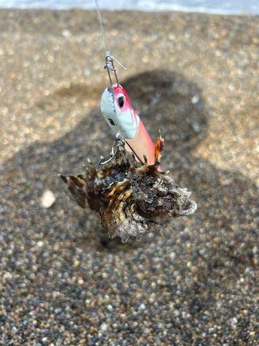 オニオコゼの釣果