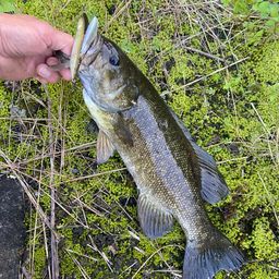 スモールマウスバス