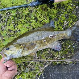 スモールマウスバス