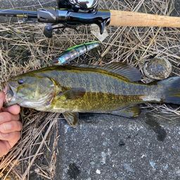 スモールマウスバス