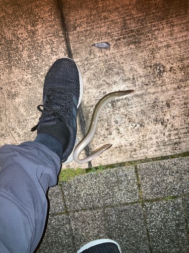ウナギの釣果