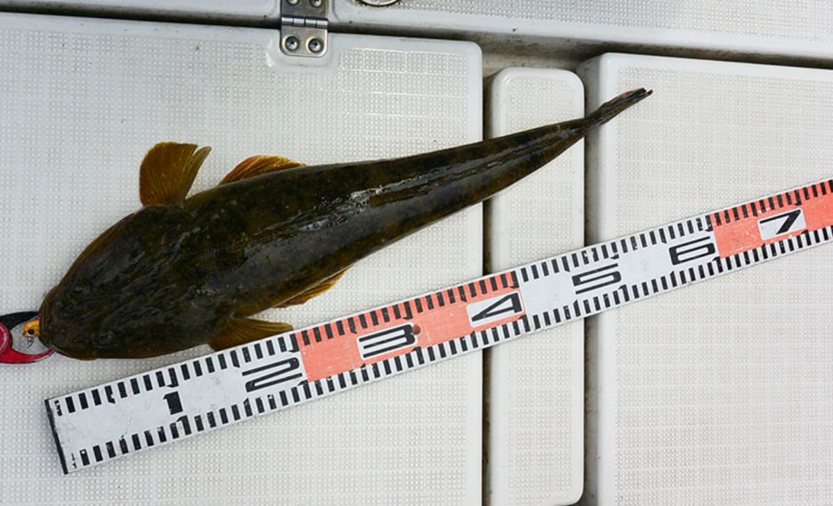 シーバス船シーホース　ウッチー船長さんの釣果 2枚目の画像