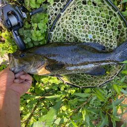 スモールマウスバス