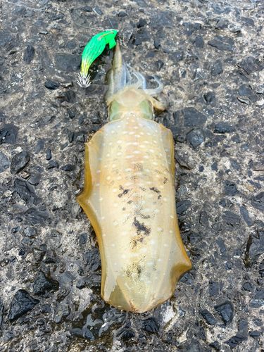 アオリイカの釣果