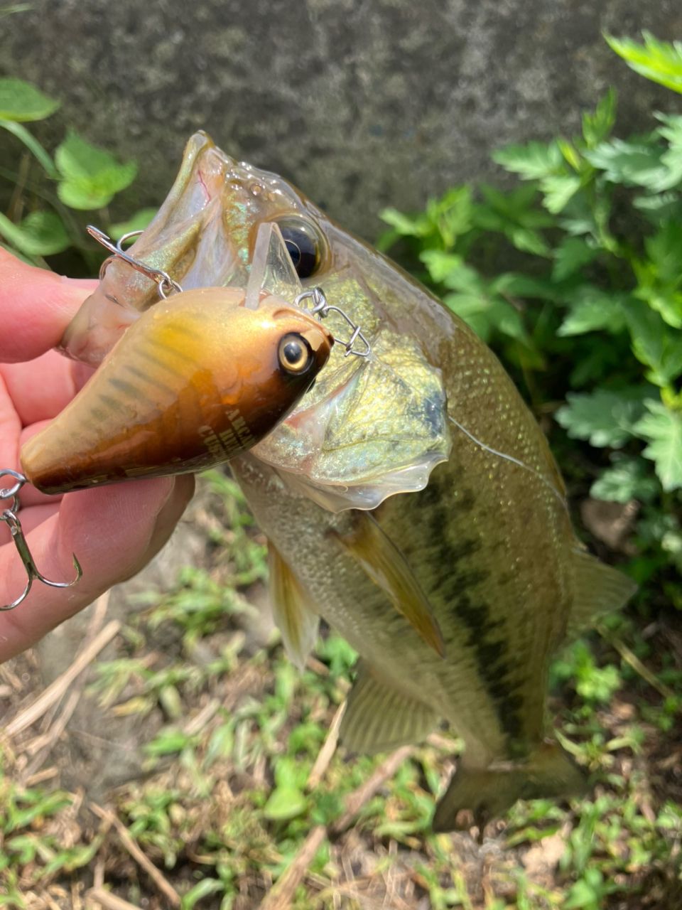 ラージマウスバス