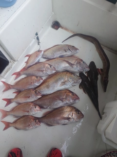 タイの釣果