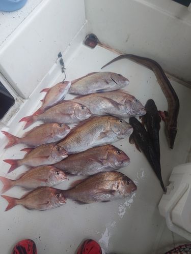 タイの釣果